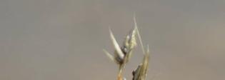 Yellow oat-grass Trisetum flavescens Common