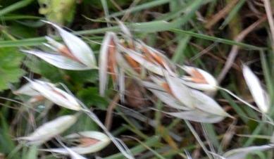 45.6 Wild oat Avena fatua This annual is essentially a weed of crops, probably brought in by
