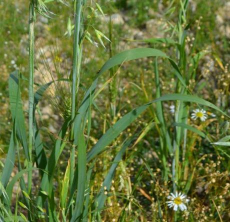 The florets do not disarticulate like wild oat but fall as a cluster, and the whole plant is somewhat shorter.