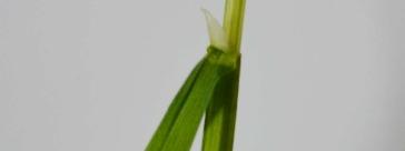 It is usually short. It has a long pointed ligule.