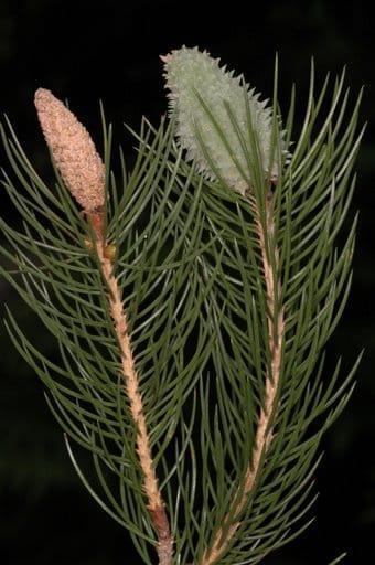 5 cm long, spirally arranged all round the branches, needle like, and stiff, pungent.