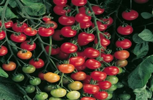Determinate. 65 days. San Marzano Heirloom Roma. The granddaddy of the San Marzano family of sauce tomatoes. High in sugars, pectin, and flavor for the very best in sauces, pastes, and soups.