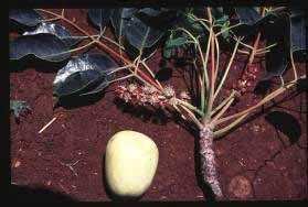 income to Scleocarya birrea tree and fruit communities e.