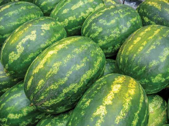 WHOLE RED WATERMELON WITH SEEDS Grown at