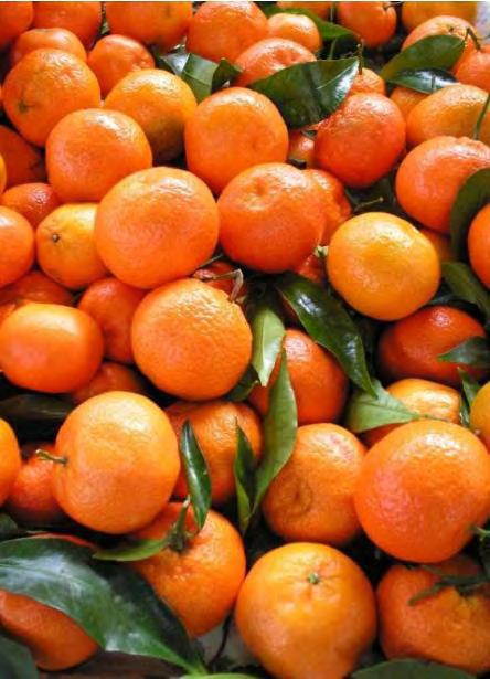 42 Table 3. Average dates of phonophases of mandarin clementine for 2008-2011 No Variety Ripening ** * start end duration level 1. Clementine No 63 15.03 16.05. 4.06. 20 2.4 21.10 158 2.