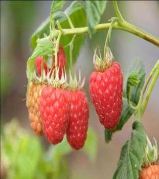 Glen Fyne Accepted by Sainsbury s and Asda in 2014 Consistently productive Superb sweet raspberry flavour Large fruit with good shelf life Easy and cheap to pick and grow Suitable for fresh and