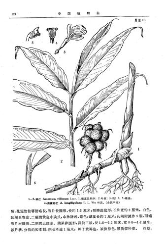 Cardamom (Amomum spp.