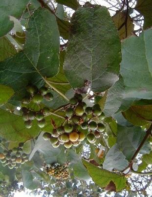 LOCAL NAMES English (grey-leaved saucer berry,grey-leaved cordia); Somali (marer,mareer); Swahili (mnya mate,mkamasi) BOTANIC DESCRIPTION is a low leafy shrub or bush, multi-stemmed tree 3-12 m high