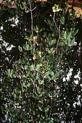 LOCAL NAMES English (rubber vine); Swahili (mpira,mbungo) BOTANIC DESCRIPTION is a strong forest liana up to 20 m long on other trees.