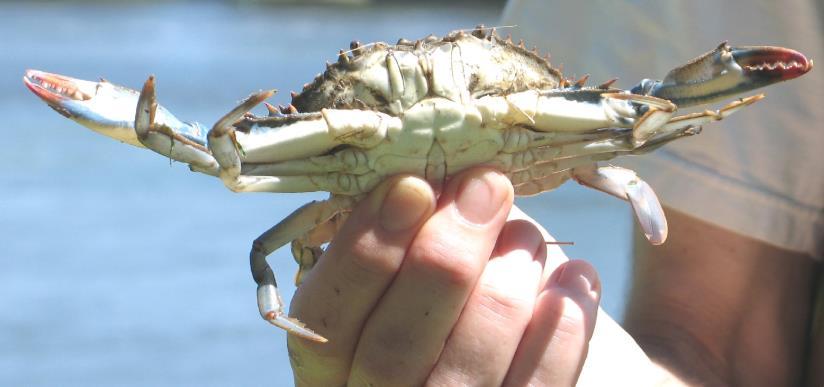 On the Trail of the Blue Crab: ANSWER KEY On the Trail of the Blue Crab An adult blue crab The blue crab lives in estuaries like the Hudson River.