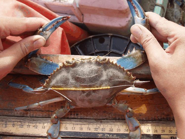 Name Date 5. Challenge question: Imagine that you caught blue crab #450 again one year later. Do you think it would still have its tag? Why or why not?