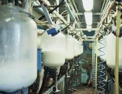INDUSTRY LEADING LIQUID DAIRY INGREDIENTS As one of the leading liquid dairy product suppliers in the UK and Europe, County Milk is proud to work with some fantastic farmers and dairy processors.