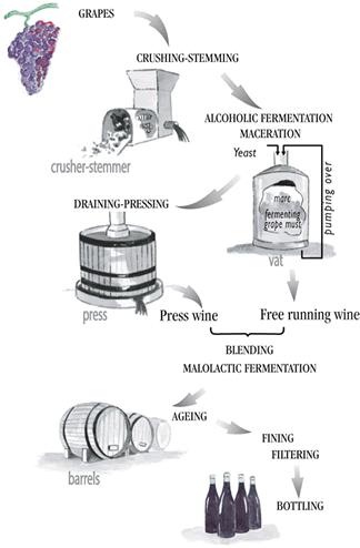 Introduction to wine