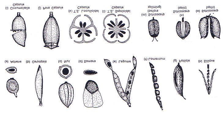 TYPE OF FRUITS Fig.