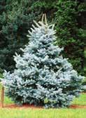 COLORADO BLUE SPRUCE (Picea pungens glauca) A/S 3-0 yrs.
