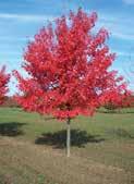 12'-14' tall & 3'- 4' width. Can be used as a screen or windbreak. RED MAPLE (Acer rubrum) A/S 2-0 yr.