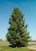 60'-80' tall & 15'-20' spread. A desired Christmas tree.