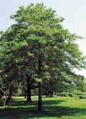 , 5-10" G Best in full sun although young trees tolerate light shade. Prefers moist, welldrained soils. C Soft needles.