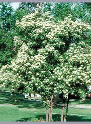 Does best in full sun but can tolerate partial sun/shade. C Small tree reaching a height of 15'-25' tall and same mature width. Flowers in early spring.