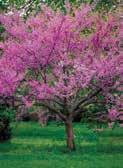 Soil that stays wet year-round is best for this tree. C Averages about 50 to 65' in height. Lance-shaped leaves grow to 6" long and have a slightly curved look.