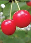 Traditionally, Black Willow has been used as a sedative when sleep is troublesome. MONTMORENCY Montmorency is the most popular sour cherry variety grown in the U.S. and Canada.