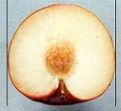 Ad. 31: Fruit: width Width to be observed from ventral view. Ad.
