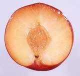 34: Fruit: shape of base 1 2 3 pointed truncate depressed Ad.