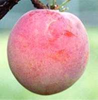 The coloration does not necessarily cover the smallest area of the fruit and consists of a pattern such