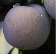 43: Fruit: pattern of over colour    47: Fruit: firmness To be observed at eating ripeness with a