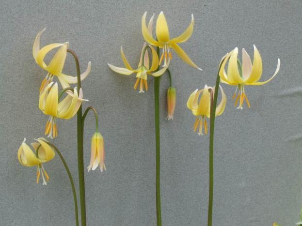 Erythronium Joanna was introduced by John Amand and named after his daughter.