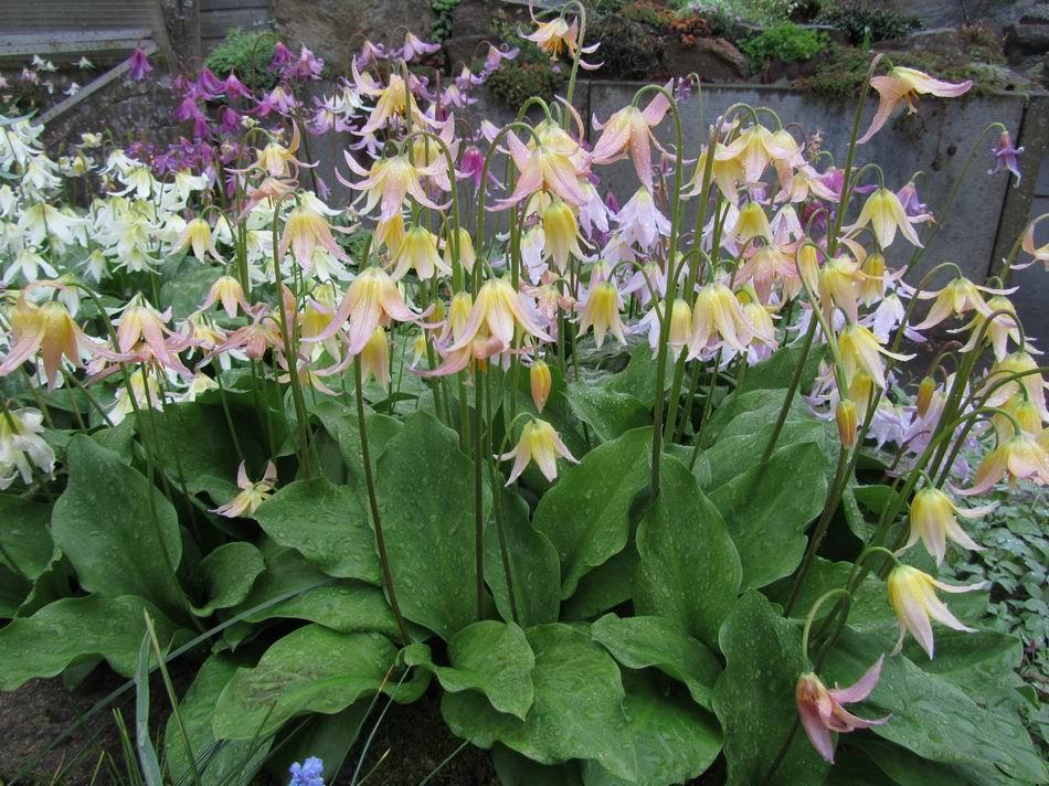 offspring but this is not the case with Erythronium Joanna which combines
