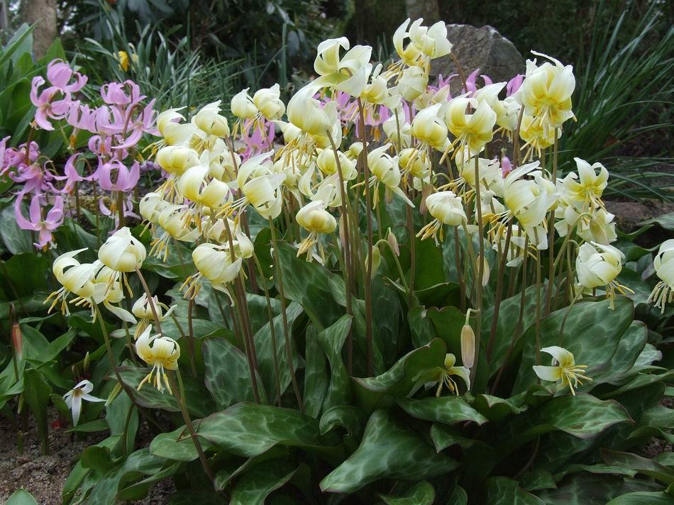 Erythronium Craigton Cream Most of my attempts at controlled