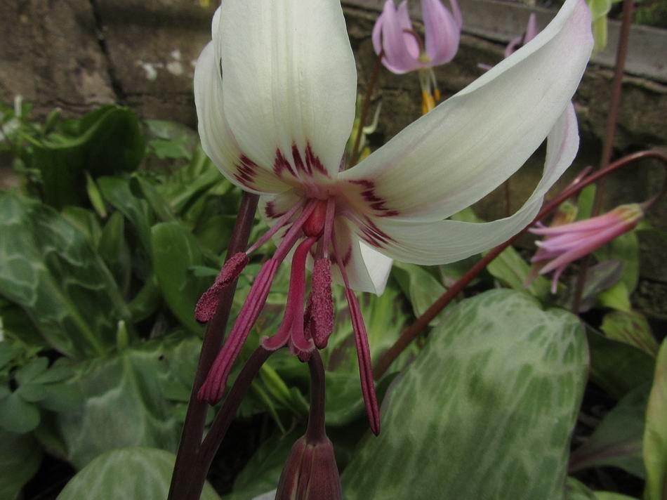 Two of the best growers are Susan Band of Pitcairn Alpines in Scotland and Keith Wiley of Wildside Nursery in England both of whom have named a number of excellent Erythroniums.