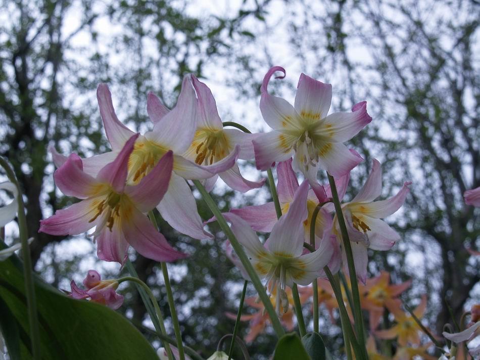 Erythronium hybrids As an artist you learn to not just look but also to see what is in