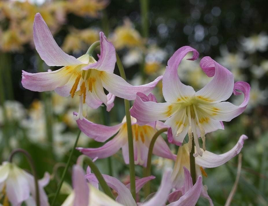 At first glance all the flowers in the group of Erythronium seedlings above look the