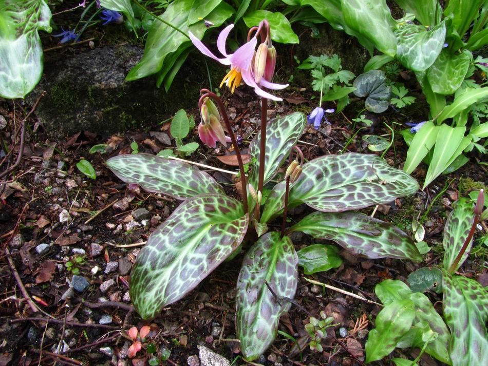Others plants in this same group of Erythronium revolutum hybrids have stunning leaves making them very desirable.
