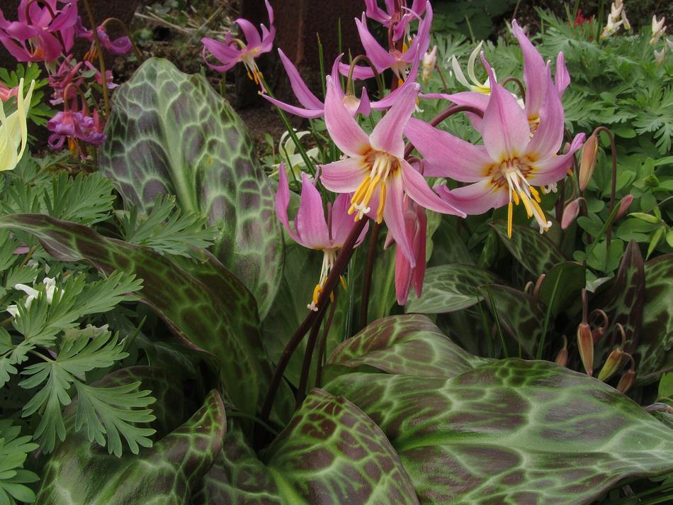 Erythronium revolutum hybrids Are there too many Erythronium hybrids being named now? No I think it is important that hybrids are named when they are first distributed.