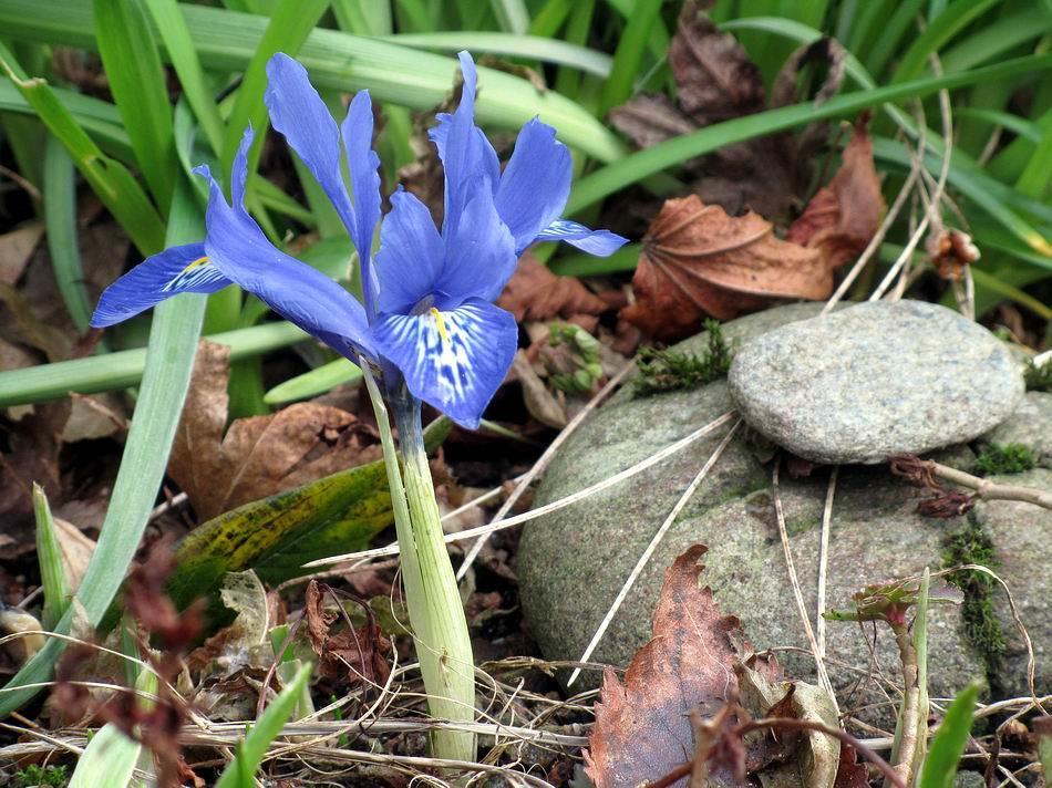 An early Iris reticulata flower survives all the gales and rain it has also escaped being eaten off by a slug like the one I showed in last weeks Bulb Log.