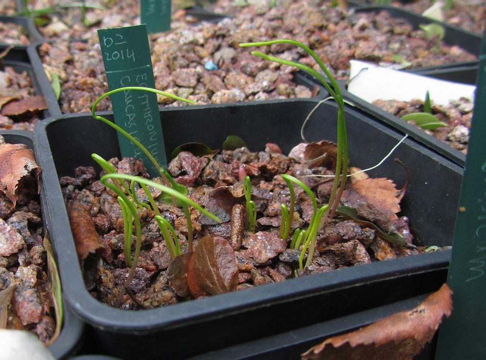 Erythronium caucasicum seedlings sown in late spring of 2014 are just germinating - at exactly the same time as the first shoots of mature bulbs are