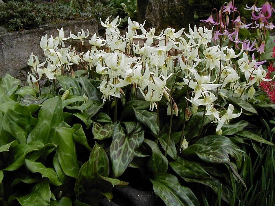 The title picture shows Erythronium Craigton Cover Girl the first hybrid that I named after its picture appeared on the cover of the Rock Garden, the journal of the Scottish Rock Garden Club Journal,