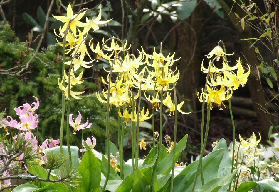 Erythronium Susannah For me the two finest yellow Erythronium hybrids were raised by the late