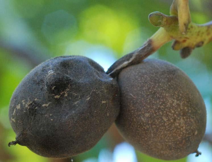 Botryosphaeria and Phomopsis Fruit Fruit 2 3