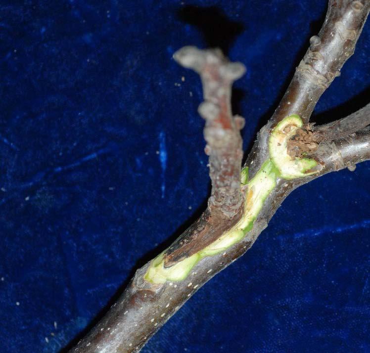 Blighted fruit and spurs Symptoms