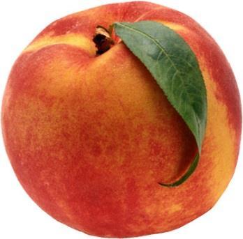 Sentinel Peach- Required. Ripens early June. 850 CH Large yellow semi-freestone with red skin.