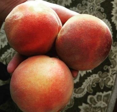 Elberta Peach- One of the most popular peach trees, Notorious for its sweet, succulent fruit with the tell-tale blush covering its skin when