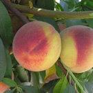 Early Alberta Peach- This is an early ripening version of the world famous Elberta peach.