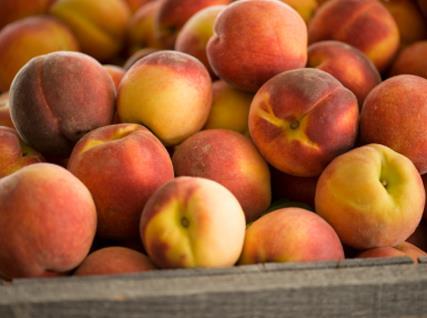 This large peach tree ripens in early July, and requires 750 CH Hale Haven Peach- Noted for its high-yielding properties and exceptional fruit