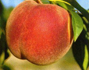 Excellent for canning and freezing. Self-fertile. Redskin Peach- The Redskin Peach Tree gets high marks allaround!
