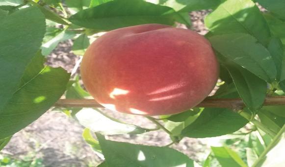 Contender Peach- Consistently yields large crops of sweet, juicy, medium-to-large fruit.