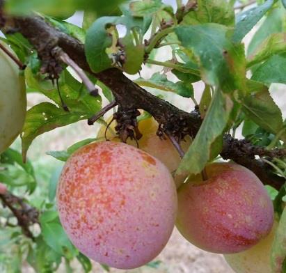 They re the one birds prefer to plums. Burbank Plum- The most popular variety of plum. It s hardy and bears early and sets heavy crops.